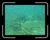 Tortola 242 * HUGE tarpon, and i mean like 6 feet long * 2048 x 1536 * (1.35MB)